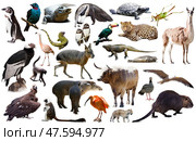 Fauna of South America set. Стоковое фото, фотограф Яков Филимонов / Фотобанк Лори