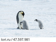 Emperor Penguin with two chicks in Antarctica. Стоковое фото, фотограф Vladimir / Фотобанк Лори
