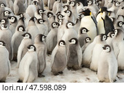Colony of emperor penguins at Snow Hill Island, Weddell Sea, Antarctica, Polar Regions. Стоковое фото, фотограф Vladimir / Фотобанк Лори