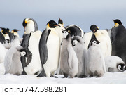 Colony of emperor penguins at Snow Hill Island, Weddell Sea, Antarctica, Polar Regions. Стоковое фото, фотограф Vladimir / Фотобанк Лори
