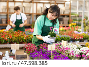 flower shop worker changes arrangement of pots with armeria and improves appearance of window. Стоковое фото, фотограф Яков Филимонов / Фотобанк Лори