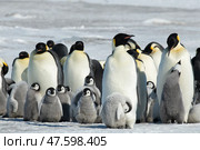 Colony of emperor penguins at Snow Hill Island, Weddell Sea, Antarctica, Polar Regions. Стоковое фото, фотограф Vladimir / Фотобанк Лори
