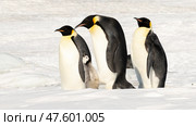 Emperor Penguins with chicks in Antarctica. Стоковое фото, фотограф Vladimir / Фотобанк Лори
