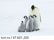 Emperor Penguins with chicks in Antarctica. Стоковое фото, фотограф Vladimir / Фотобанк Лори