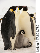 An Emperor Penguin with chick at the Emperor Penguin Colony at Snow Hill, Weddell Sea, Antarctica. October 2018. Стоковое фото, фотограф Vladimir / Фотобанк Лори