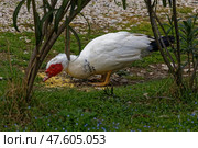 Мускусная утка на природе. Стоковое фото, фотограф Александр Селезнев / Фотобанк Лори