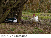 Мускусные утки в природе. Стоковое фото, фотограф Александр Селезнев / Фотобанк Лори