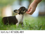 Hand of a man stroking a small Chihuahua puppy. Стоковое фото, фотограф Екатерина Горохова / Фотобанк Лори