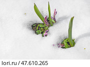 First flowers in early spring. Violet mauve Scilla luciliae among snow. Стоковое фото, фотограф Валерия Попова / Фотобанк Лори