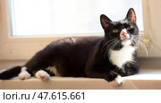 A black and white cat with striking whiskers and a pink nose lies on a windowsill, basking in the sunlight. The cat looks upward with curiosity, adding a sense of calm and wonder to the scene. Warm and cozy indoor setting with natural lighting. Стоковое фото, фотограф Анна Кривицкая / Фотобанк Лори