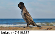 Cormorant preening its feathers on Crimean beach. Стоковое фото, фотограф Mikhail Davidovich / Фотобанк Лори