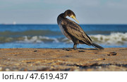 Great cormorant preening its feathers on Crimean beach. Стоковое фото, фотограф Mikhail Davidovich / Фотобанк Лори
