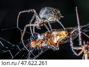 Close up macro shot of a spider grabbed the victim and wrapped it in a web. Стоковое фото, фотограф Андрей Армягов / Фотобанк Лори