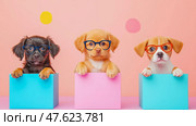 Three Geek Chic Pups in Cubes: Educational Pet Advertisement. Стоковое AI-изображение, AI-художник Данила Большаков / Фотобанк Лори
