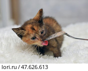 A small tortoiseshell kitten licks a spoon with food with interest, having settled down on a soft white blanket. His gaze is focused and slightly wary, and his face is dirty with food, which makes the scene especially touching. The background is neutral, not distracting from the main character. The photo conveys care, the process of feeding and the importance of attention to the smallest and most vulnerable pets. Стоковое фото, фотограф Анна Кривицкая / Фотобанк Лори