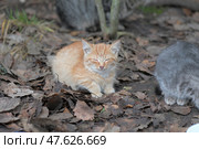 A ginger kitten with closed eyes is nestled among fallen autumn leaves, as if dozing for a moment. A gray kitten can be seen nearby, leaning towards a bowl. The atmosphere of the scene conveys street life, vulnerability and touching tenderness of homeless animals looking for peace and food. A great image for themes related to animal care, shelters and compassion. Стоковое фото, фотограф Анна Кривицкая / Фотобанк Лори