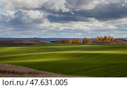 Autumn green field sown with winter crops. Стоковое фото, фотограф Андреева Тамара Викторовна / Фотобанк Лори