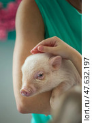 A cute piggy in my arms. Cute little piggy. (2023 год). Редакционное фото, фотограф Алина Лебедь / Фотобанк Лори