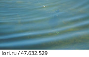 Close-up of a black coot diving to the bottom of a lake in search of food. Through the clear water one can see a water hen pulling algae from the bottom. Стоковое видео, видеограф Воловодов Владимир / Фотобанк Лори