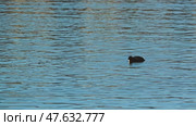 A close-up of a Eurasian coot eating algae on the lake. A coot in search of food. Стоковое видео, видеограф Воловодов Владимир / Фотобанк Лори