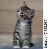 A tabby kitten with a white chest and expressive eyes sits against a wooden wall and looks to the side, as if listening or noticing something interesting. Soft light highlights the texture of the fur and the neat stripes on the face and paws. The photo conveys a moment of focused attention and natural curiosity typical of small kittens. Ideal for themes related to pets, care, shelters and coziness. Стоковое фото, фотограф Анна Кривицкая / Фотобанк Лори