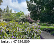 Beautiful blossom Brunfelsia (lat.- Brunfelsia pauciflora) Стоковое фото, фотограф Irina Opachevsky / Фотобанк Лори