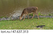A Rusa deer Cervus timorensis is quietly grazing in a meadow by a pond. The animal is eating green grass, head is lowered. Fluffy beige fur. Side view. Mauritius. La Vallée Des Couleurs Nature Park. Стоковое фото, фотограф Вера Ивановна Кубарева / Фотобанк Лори