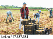 Positive young woman harvesting potatoes on field. Стоковое фото, фотограф Яков Филимонов / Фотобанк Лори