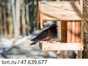 A park on a sunny day. Bird and animal feeders. A pigeon in a feeding trough. Caring and care. Ornithology. Стоковое фото, фотограф Photojuli / Фотобанк Лори