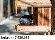 A park on a sunny day. Bird and animal feeders. A pigeon in a feeding trough. Caring and care. Ornithology. Стоковое фото, фотограф Photojuli / Фотобанк Лори