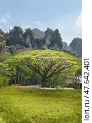 A beautiful large green tree Samanea saman against the backdrop of mountains in Thailand. Beautiful Scenery at Khao sok Park, Thai nature and tourist spots. Стоковое фото, фотограф Владимир Разгуляев / Фотобанк Лори