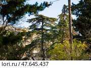 Улица Щорса. Ялта. Крым. Редакционное фото, фотограф Владимир Шибаев / Фотобанк Лори