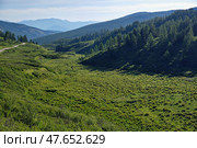 Yazula mountain pass road in Altai. The valley of a mountain stream with Dasiphora fruticosa bushes. Стоковое фото, фотограф Сергей Пристяжнюк (Serg Zastavkin) / Фотобанк Лори