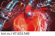 Anatomically correct human heart with venous system, realistic model. 3D illustration for medical applications, educational sites, websites. Стоковое AI-видео, аниматор ALLA YURTAYEVA / Фотобанк Лори