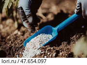 Farmer in blue gloves with fertilizer grains to soil. Hands applying mineral fertilizer white granules to tomato plant. Vegetable garden. Agriculture industry, development, economy investment growth. Стоковое AI-изображение, AI-художник Марина Демидюк / Фотобанк Лори