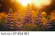 Lupin's Golden Hour: A field of lupin flowers at sunset, bathed in warm, enchanting light. Стоковое AI-изображение, AI-художник Данила Большаков / Фотобанк Лори