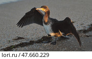 Great cormorant preening feathers on Crimean beach during golden hour. Стоковое фото, фотограф Mikhail Davidovich / Фотобанк Лори