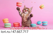 Cute kitten plays with floating macarons on a pastel pink background. Милый котенок играет с летающими пирожными macarons на пастельно-розовом фоне. Стоковое AI-изображение, AI-художник Katsiaryna Repich / Фотобанк Лори