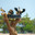 Sir Bani Yas island, United Arab Emirates - Jan 18 2024, panoramic view of a wild duck nest with birds flying nearby, in a safari park, without people, at daytime, Sir Bani Yas island, UAE. Стоковое фото, фотограф Сергей Богомяко / Фотобанк Лори