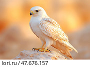 Белый сокол. Стоковое AI-изображение, AI-художник Щеголева Ольга / Фотобанк Лори