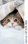 Cozy Kitty Peek: A Brown Tabby Kitten Snuggles Under a Cream Knitted Blanket, Peeking Out with Wide Eyes. Стоковое AI-изображение, AI-художник Данила Большаков / Фотобанк Лори