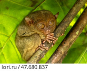 Tarsier monkey on tree in Philippines. Стоковое фото, фотограф Михаил Коханчиков / Фотобанк Лори