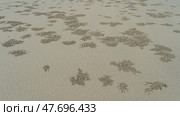 Fancy balls and burrows patterns on the beach made by sand bubbler crabs. Full screen. Malaysia. Borneo. Kota Kinabalu. (2023 год). Стоковое фото, фотограф Вера Ивановна Кубарева / Фотобанк Лори