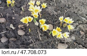 Много жёлтых крокусов в саду, качаются под ветром, весной. Lots of yellow crocuses in the garden, swaying in the wind, in spring. Стоковое видео, видеограф Наталья Пеньшина / Фотобанк Лори