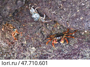 Crabs. Sultanate of Oman. Стоковое фото, фотограф Знаменский Олег / Фотобанк Лори