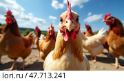 Curious chicken group in sunny farmyard setting. Стоковое AI-изображение, AI-художник Андрей Бакусов / Фотобанк Лори