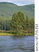 Вид на реку Башкаус на Алтае. Altai river Bashkaus. Large larch trees are on the bank of the river. Стоковое фото, фотограф Сергей Пристяжнюк (Serg Zastavkin) / Фотобанк Лори