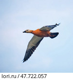 Огаь селезень в полёте. Male of Ruddy shelduck Tadorna ferruginea in flight on blue sky background. Стоковое фото, фотограф Сергей Пристяжнюк (Serg Zastavkin) / Фотобанк Лори