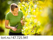 Woman picking grape during wine harvest. Стоковое фото, фотограф Viktor Cap / PantherMedia / Фотобанк Лори