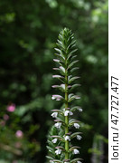 Acanthaceae flower in botanical garden, Acanthus mollis. Dark green. Стоковое фото, фотограф Екатерина Якименко / Фотобанк Лори